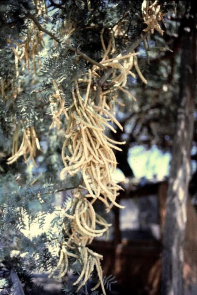 Mesquite pods growing on Prosopis trees used to make mesquite flour