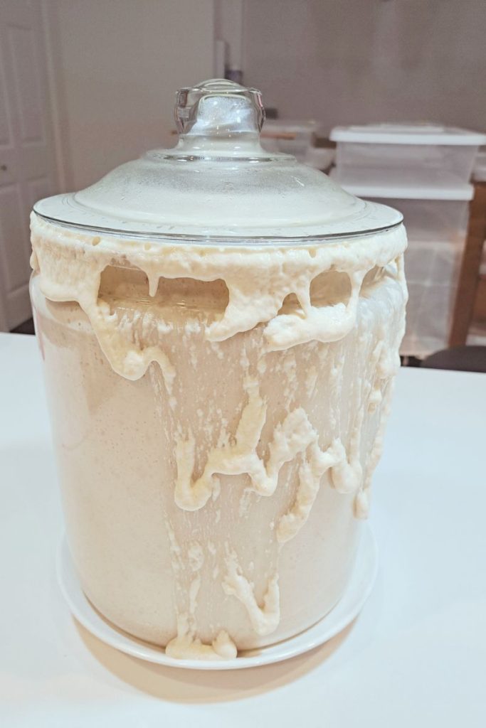 Active sourdough starter bubbling in a jar, ready for holiday bread production in a micro bakery