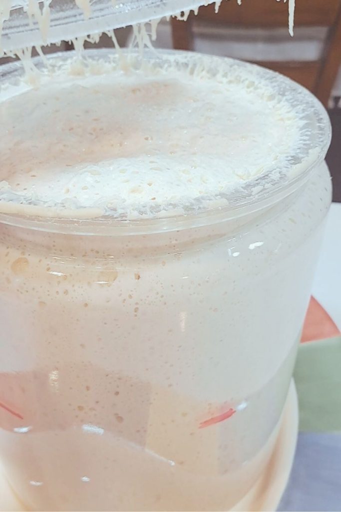 Mature sourdough starter at peak activity showing strong bubbles and fermentation structure in a micro bakery