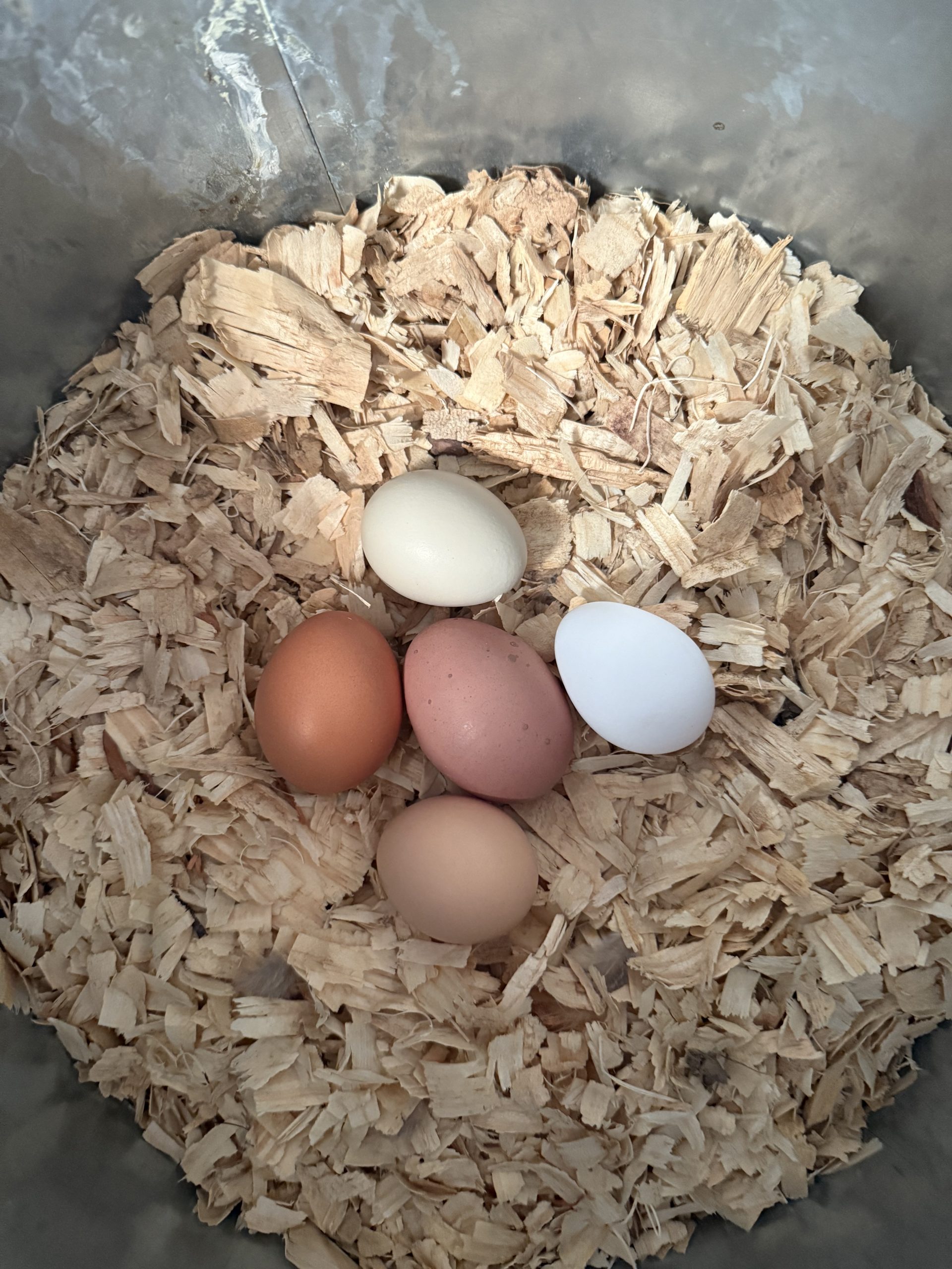 FRESH! Free Range Chicken Eggs • dozen